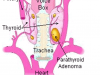 paratiroid anatomisi