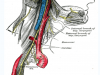 paratiroid anatomisi, damar ve sinirlerle ilişkisi
