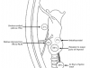  paratiroid anatomisi